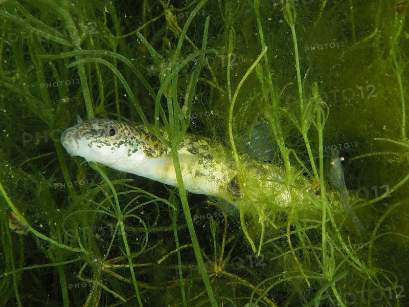 Common loach (Barbatula barbatula) moving through green underwater vegetation, dive site Wildsau, Berlingen, Lake Constance, Switzerland, Germany