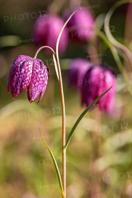 Close-up of a purple Snake's head fritillary (Fritillaria meleagris) with a distinctive checkered pattern on its petals in springtime
