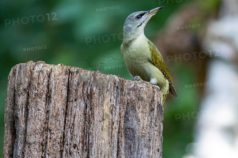 Grey-headed Woodpecker (Picus canus) wbl Germany
