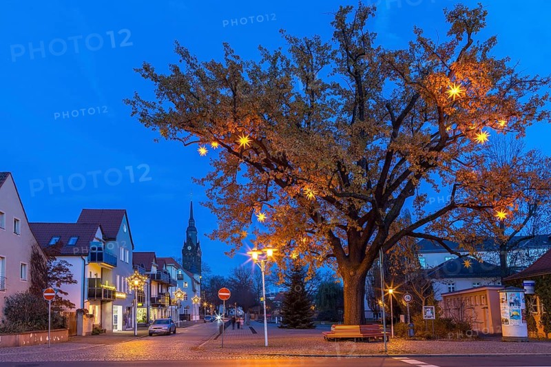 Oak tree on Wettinplatz with Herrnhut stars, star tree, in the background the New Church of Peter and Paul, Coswig, Saxony, Germany