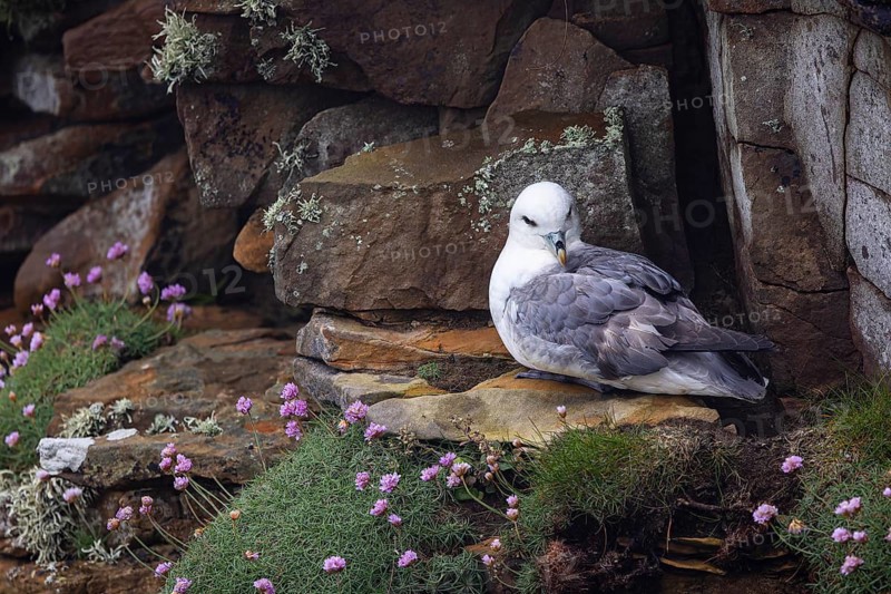 Northern fulmar (Fulmarus glacialis) sitting in a rocky niche in front of a flower-covered grass cushion, Orkney Islands, Scotland, Great Britain