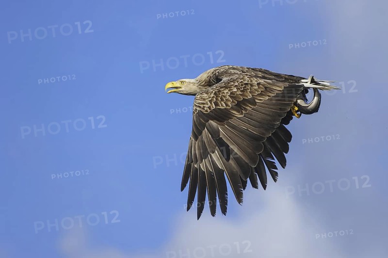 White-tailed Eagle (Haliaeetus albicilla) flying, Nord-Trondelag, Norway