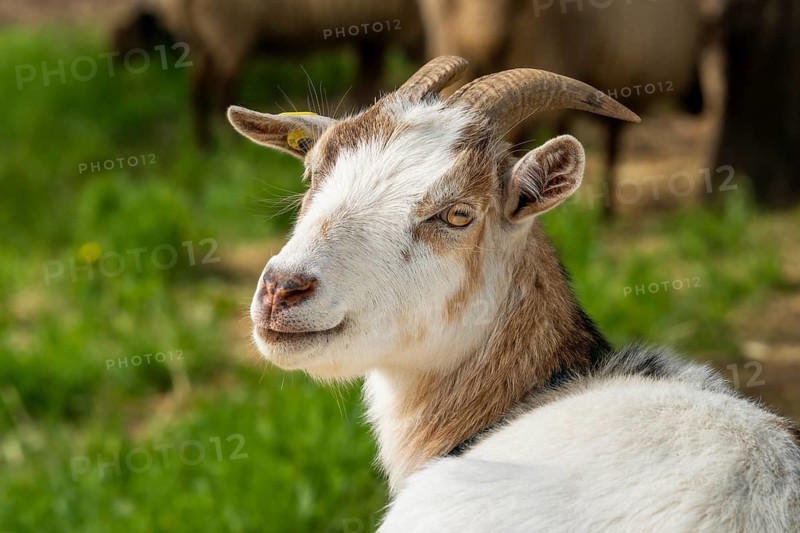 Portrait of a domestic goat, pied, tricoloured. Grazing. Germany