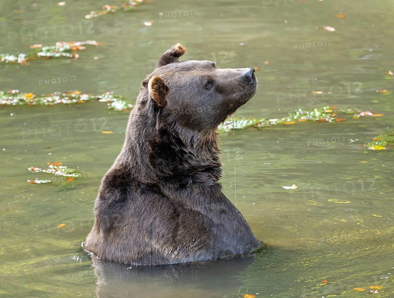 Brown bear (Ursus arctos) sitting in the water and looking attentively, captive, Germany