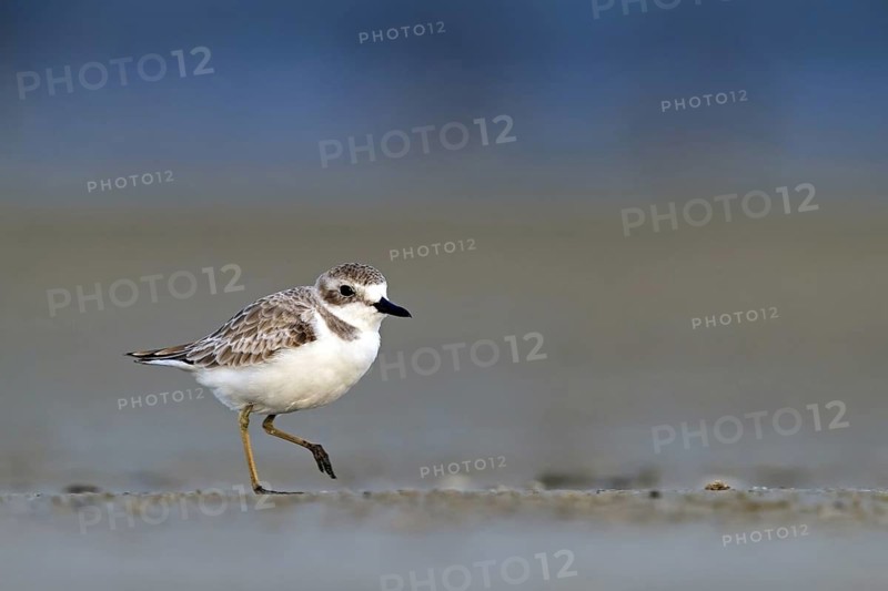 Desert plover, (Charadrius leschenaultii), animals, birds, biotope, habitat, foraging, Middle East, wading bird, plover family, Sur Masirah, Ash Sharqiyah South, Oman