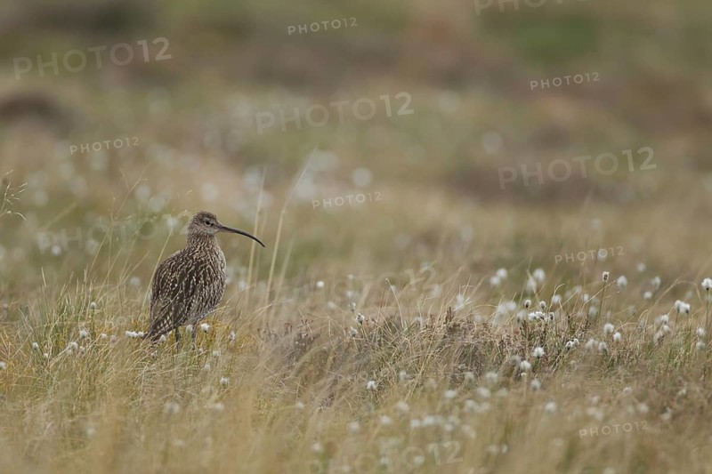 Eurasian curlew (Numenius arquata) adult wading bird amongst cotton grass in a upland moorland, Scotland, United Kingdom