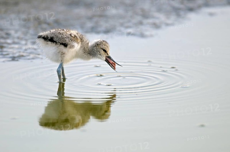 Saebelschnaebler (Recurvirostra avosetta), Avocet, Jungvogel bei der Nahrungssuche, mit Beute, Juni, Insel Texel, Nordsee, Nordholland, Niederlande