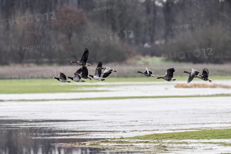 White-fronted Geese (Anser albifrons) and White-fronted Geese (Branta leucopsis), Emsland, Lower Saxony, Germany