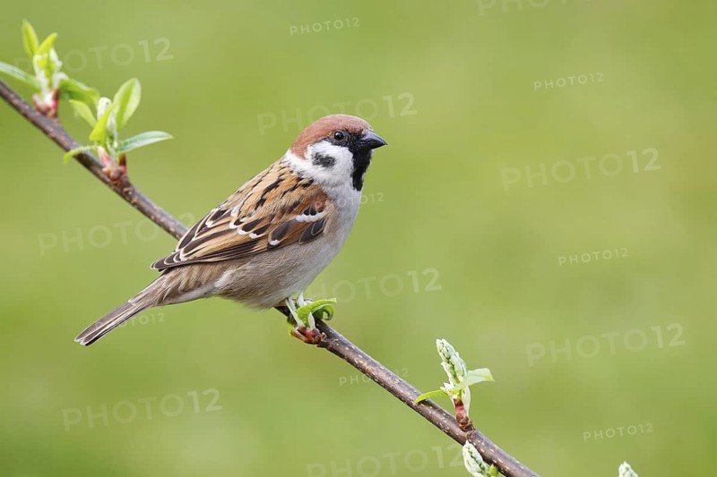 Eurasian Tree Sparrow (Passer montanus), Berlin, Germany