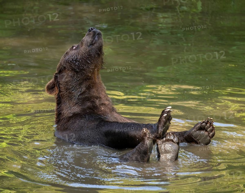 Brown bear (Ursus arctos) bathing in a pond, captive, Bavarian Forest National Park, Bavaria, Germany