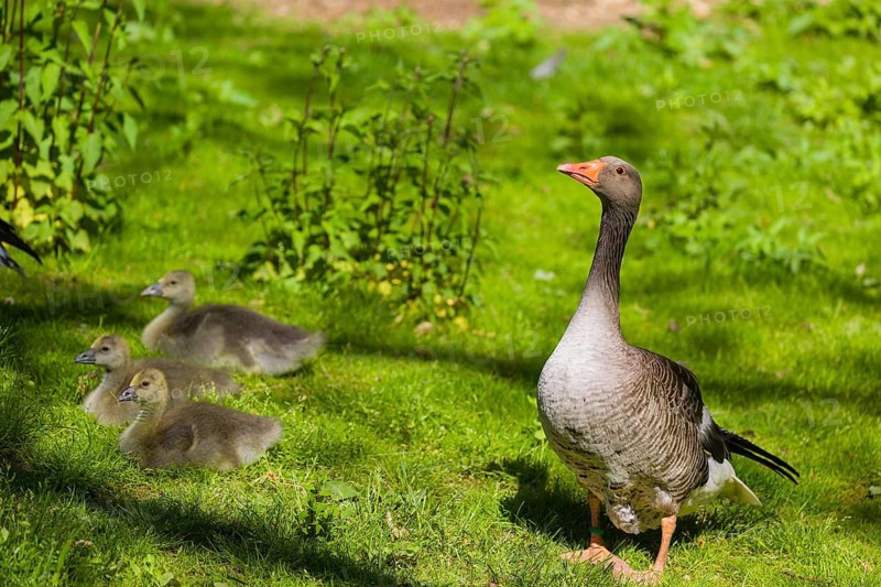 One couple of adult Greylag Goose, Anser anser, with three chicks walk over a green meadow