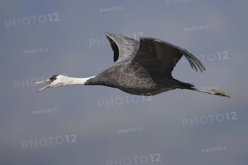 Hooded Crane (Grus monacha) calling in flight, Arasaki, Japan