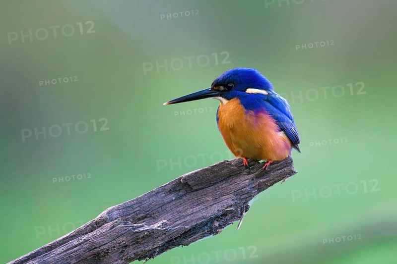 Azure Kingfisher (Ceyx azureus) perched on an old trunk, Victoria, Australia
