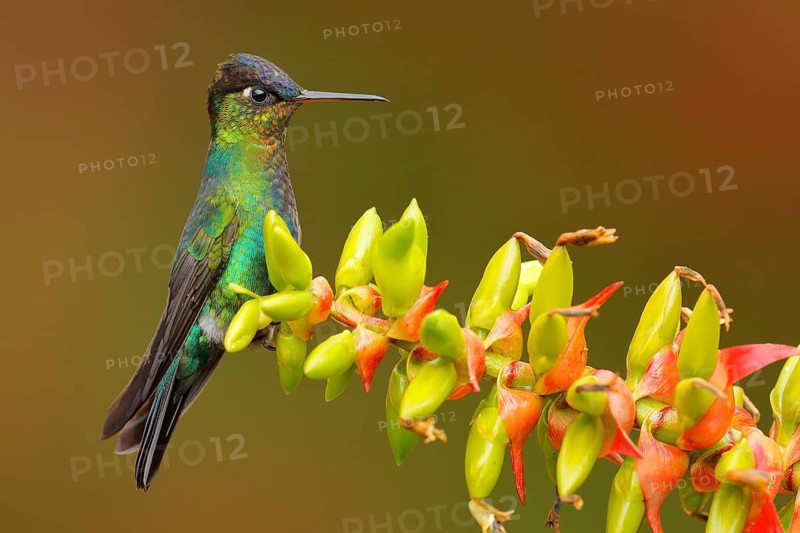 Hummingbird with red green flower. Fiery-throated Hummingbird, flying next to beautiful bloom, Costa Rica. Action wildlife scene from tropic nature. Bird in fly, sunny day