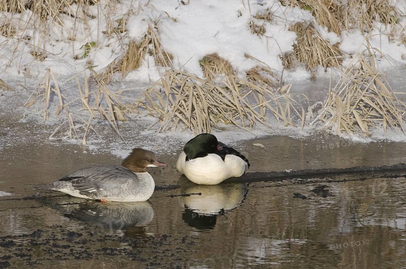 Common Merganser (Mergus merganser), Saxony, Germany