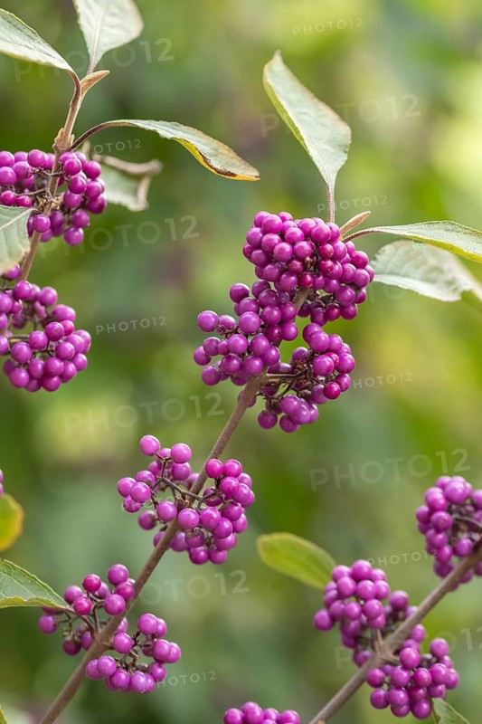 Love pearl bush (Callicarpa bodinieri 'Profusion'), An den Dorfwiesen, Germany