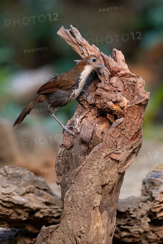 Large Scimitar Babbler (Pomatorhinus hypoleucos tickelli), Yunnan, China