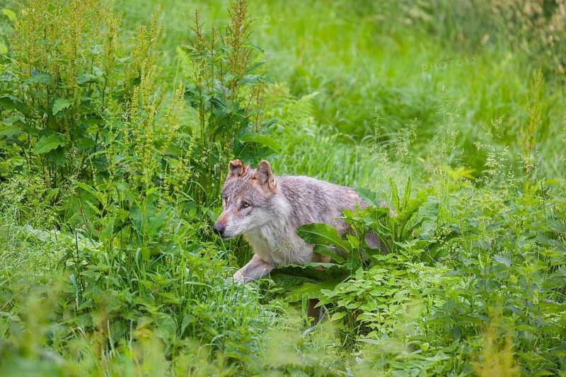 An adult male gray wolf (Canis lupus lupus) runs across a green meadow in hilly terrain