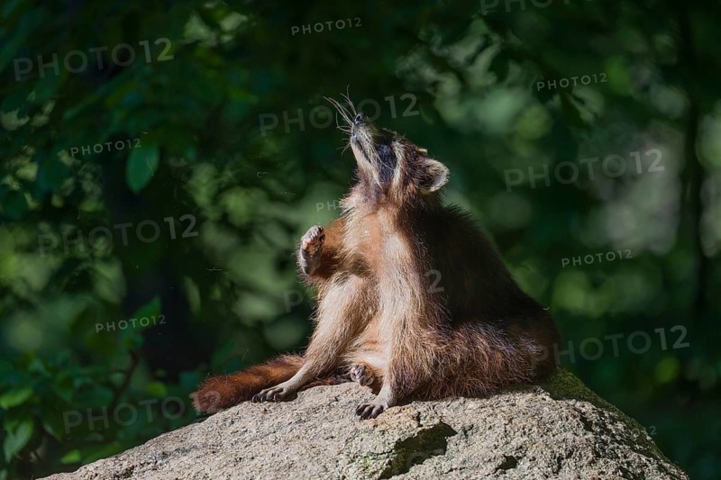 One adult Raccoon Procyon lotor, sits on a rock and looks around. Dark green vegetation in the background