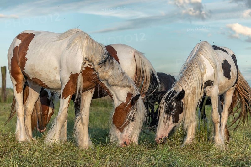 Irish cob horse in a pasture in spring. Lower Rhine, Alsace, France