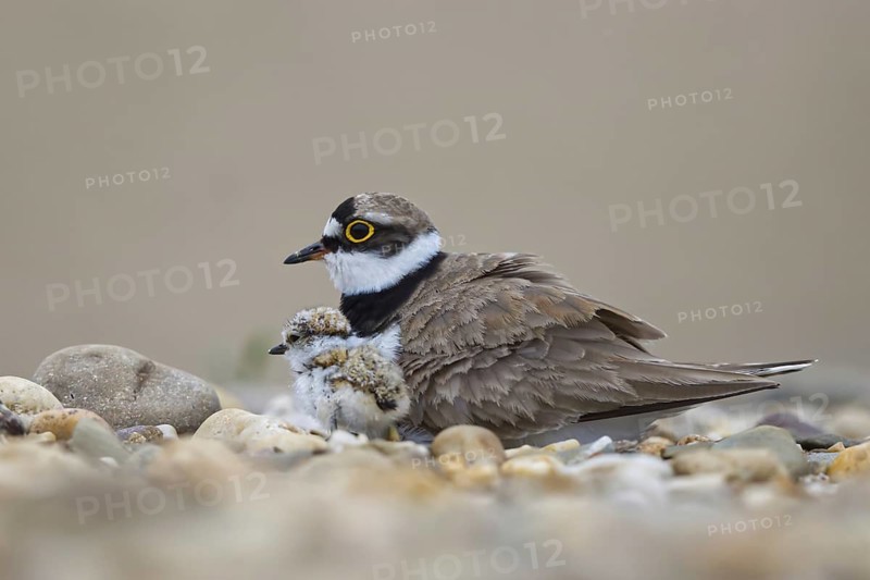 Little Ringed Plover (Charadrius dubius) with chick, North Rhine-Westphalia, Germany