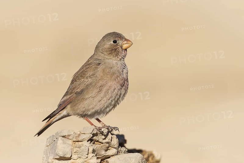 Trumpeter Finch (Bucanetes githagineus) female, Negev, Israel