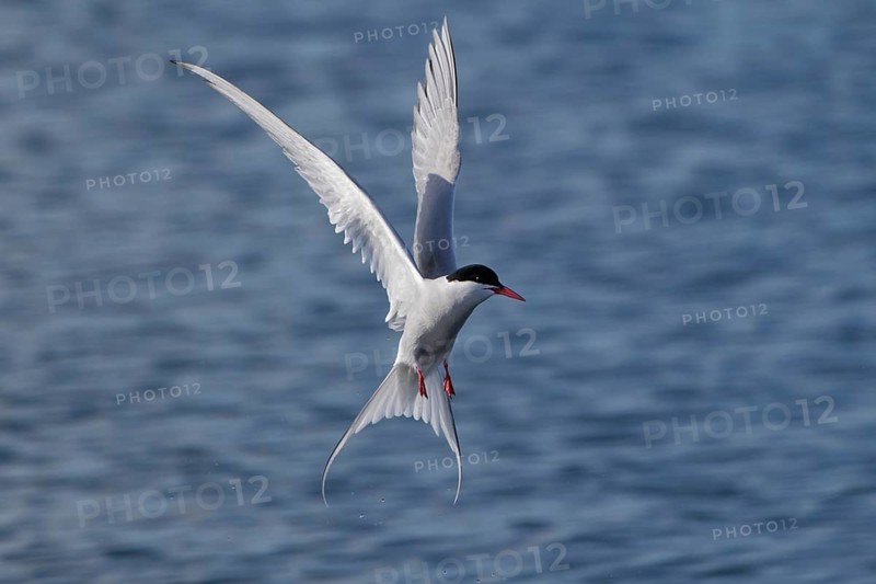 Küstenseeschwalbe, lat. Sterna paradisaea, im Rüttelflug über dem Meer