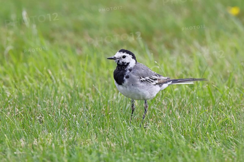 White wagtail (Motacilla alba) foraging on a lawn in a garden, Wilnsdorf, North Rhine-Westphalia, Germany