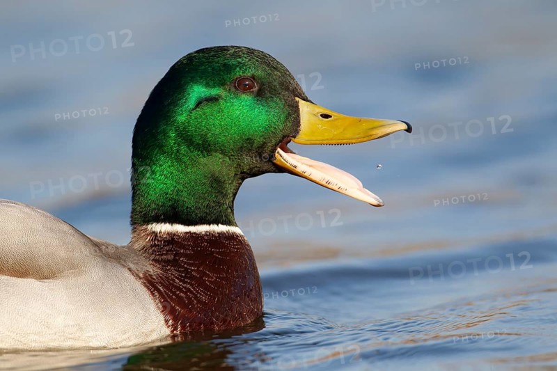 Mallard or Wild duck (Anas platyrhynchos) adult male bird calling or quacking on a lake, England, United Kingdom