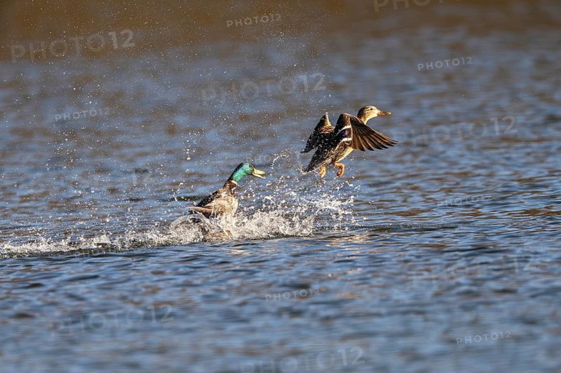 Mallard duck (Anas platyrhynchos) Male chasing a foreign female out of the territory, Vulkaneifel, Rhineland-Palatinate, Germany