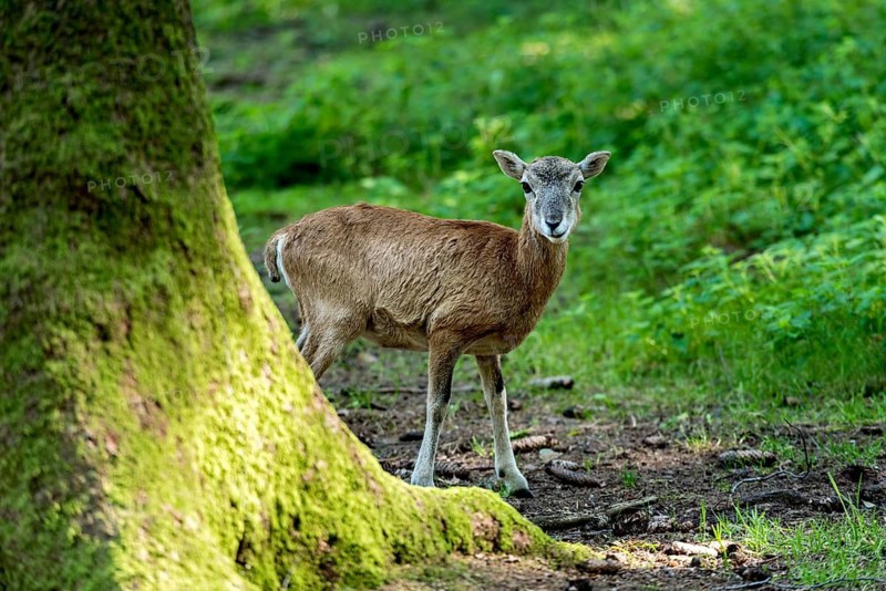 European mouflon (Ovis gmelini musimon), mouflon, young animal, standing in a sun-drenched forest on a moss-covered tree, surrounded by natural vegetation, Poing Wildlife Park, Upper Bavaria, Bavaria, Germany