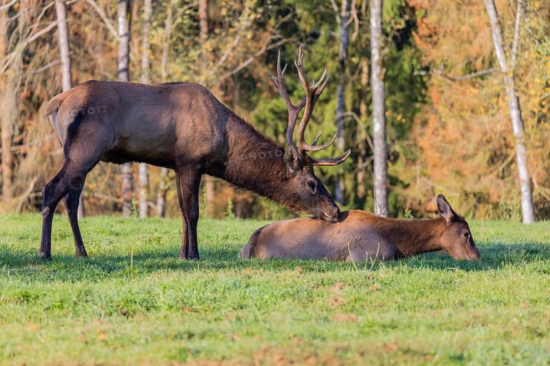 Rutting season. One Wapiti stag, Cervus canadensis, stands calling behind a female that lies on a green meadow at a forest edge