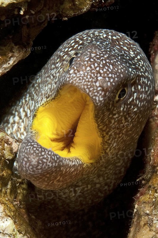 Underwater photo close-up of yellow-mouthed moray eel (Gymnothorax nudivomer) opening its mouth, Red Sea