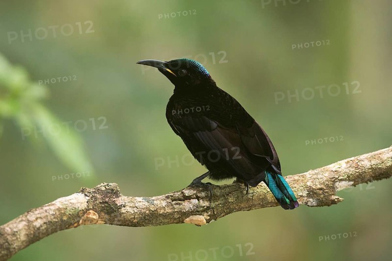 Victoria's Riflebird (Ptiloris victoriae) male perched on a branch, Queensland, Australia