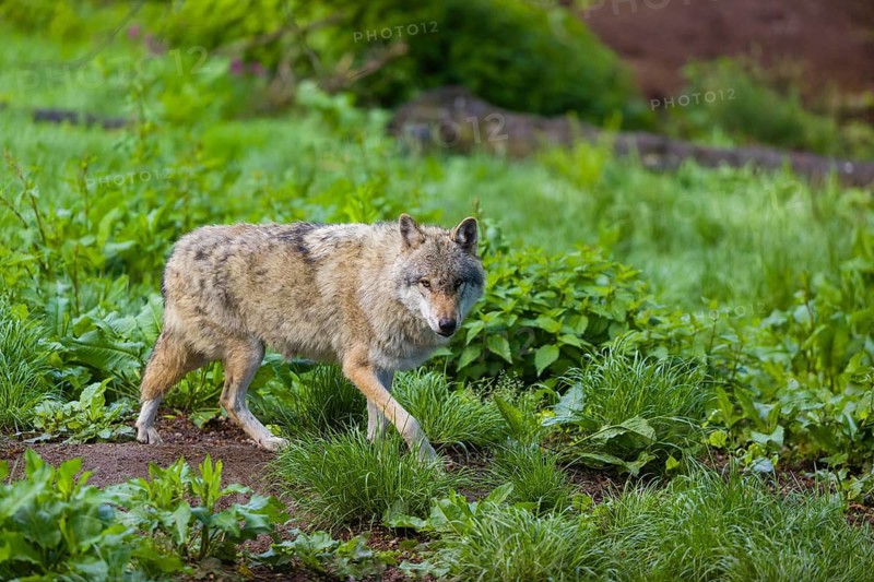 One eurasian gray wolf (Canis lupus lupus) walks over a green meadow in an open forest