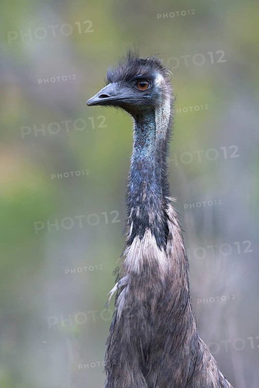 Emu (Dromaius novaehollandiae), Victoria, Australia