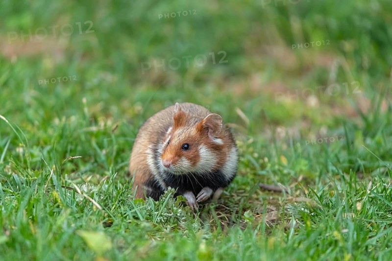 One European hamster (Cricetus cricetus), Eurasian hamster, black-bellied hamster or common hamster, sitting on fresh green grass