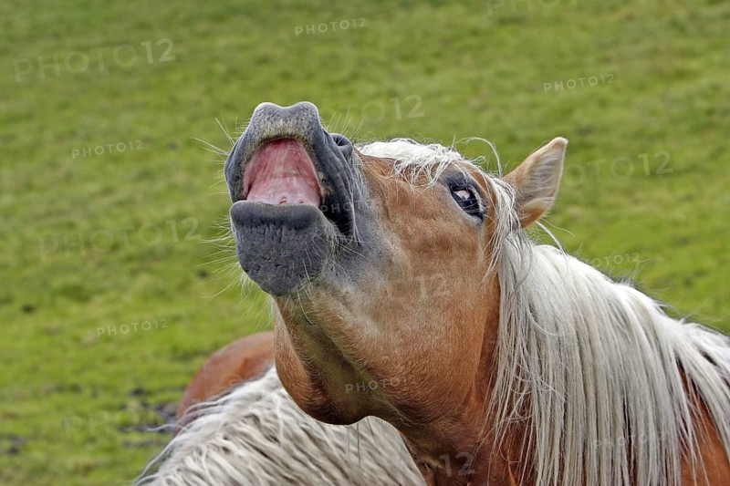 Haflinger, Ebbs, Tyrol, Austria
