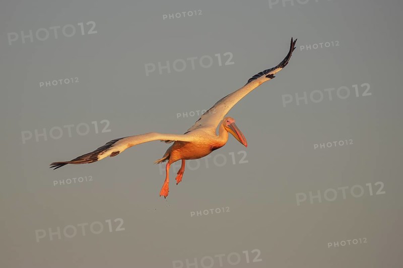 Great White Pelican (Pelecanus onocrotalus) flying, Danube-Delta, Romania