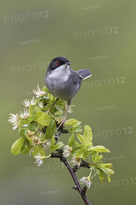 Sardinian Warbler (Sylvia melanocephala) male, Portugal