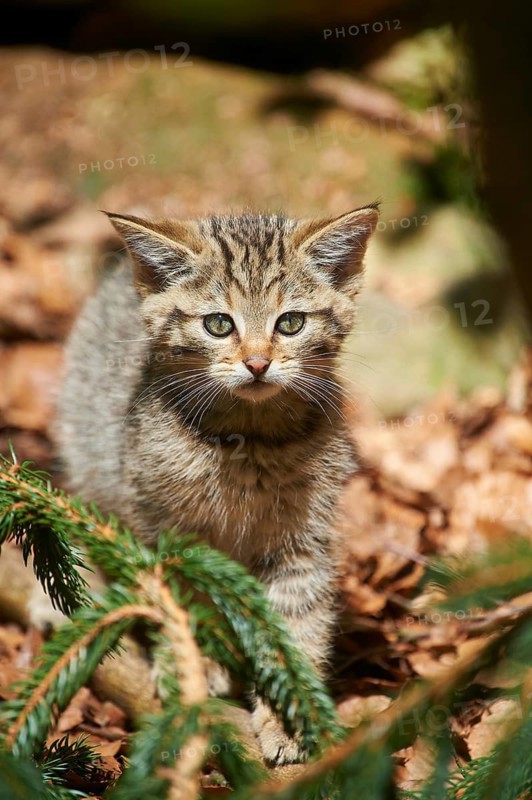 Close-up of European wildcat (Felis silvestris silvestris) kitten in spring in the bavarian forest