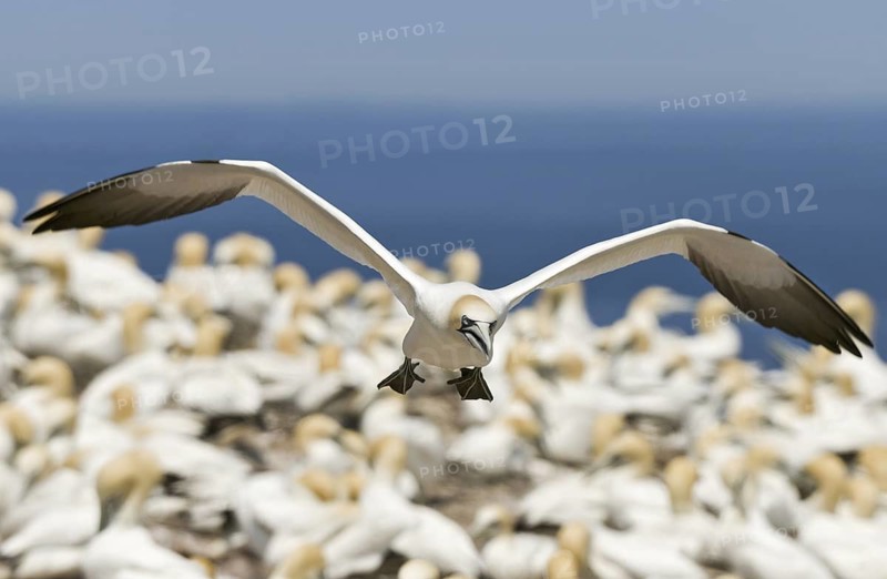 Northern Gannet (Morus bassanus) flying, Quebec, Canada
