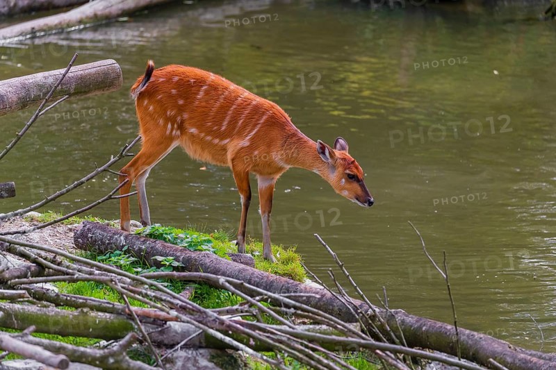 A female adult Congo sitatunga or forest sitatunga, Tragelaphus specii gratus stands ashore a small river