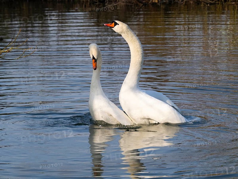 Mute Swans (Cygnus olor), a pair on a lake, carrying out their courtship display ritual after mating, Hesse, Germany