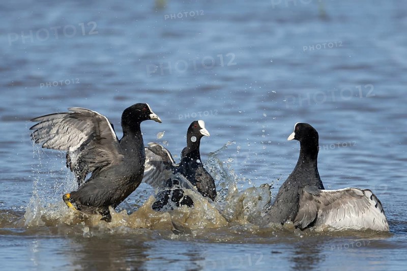 Eurasian coot (Fulica atra) three adult birds fighting on a lagoon, RSPB Minsmere nature reserve, Suffolk, England, United Kingdom