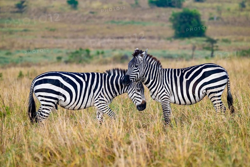 Two plains zebra (Equus quagga), cuddling, Serengeti National Park, Tanzania