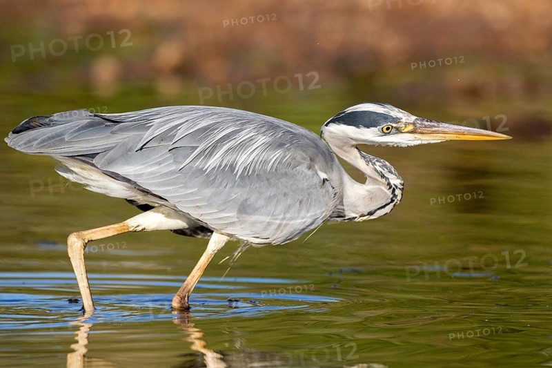 Grey Heron (Ardea cinerea) foraging, Andalusia, Spain