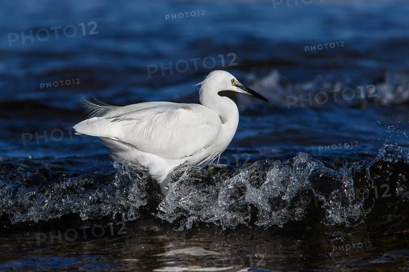 Little Egret (Egretta garzetta) fishing on sea, Asturias, Spain