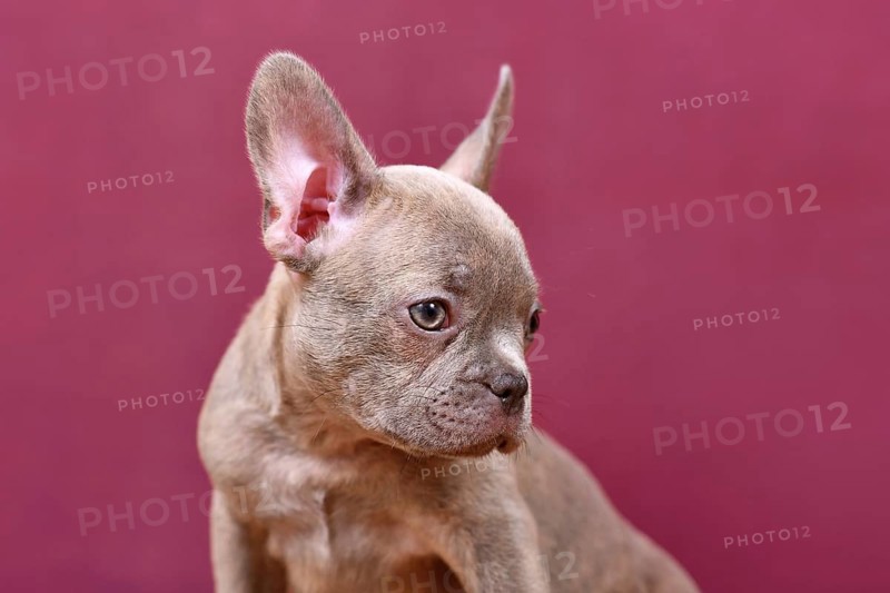 Portrait of lilac Brindle French Bulldog dog puppy with long nose in front of studio background