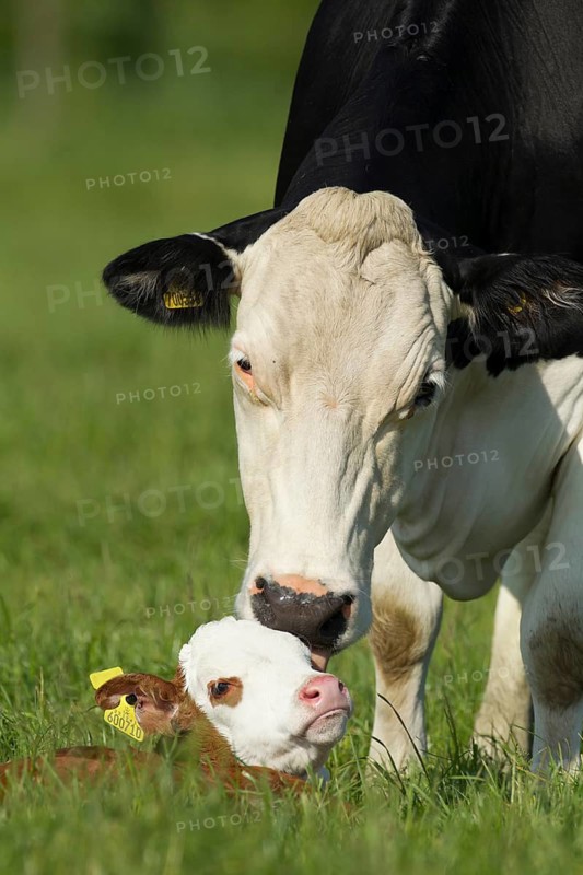 Domestic cow or cattle (Bos taurus) adult parent mother and a juvenile baby calf farm animal in a grass field, England, United Kingdom